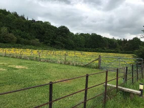 A councillor has accused the university of neglecting Plas Gogerddan mansion and has railed against a decision to plant an orchard on a cricket pitch