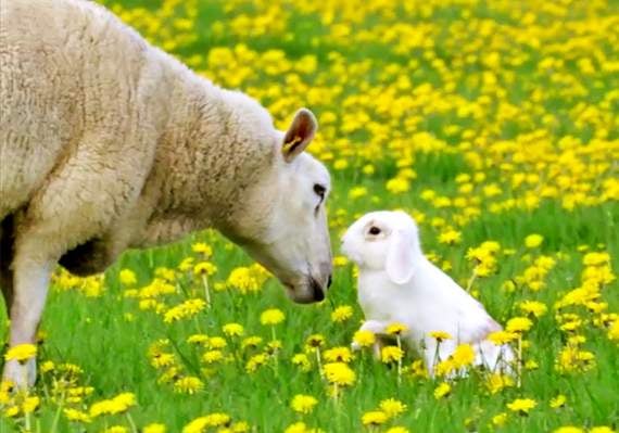 Ceredigion's very own Peter Rabbit to star in new BBC One series ...