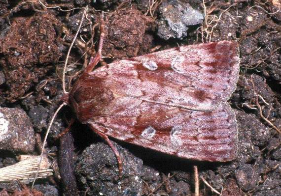 Cors Fochno nature reserve has seen a resurgence of the rare rosy marsh moth caterpillar