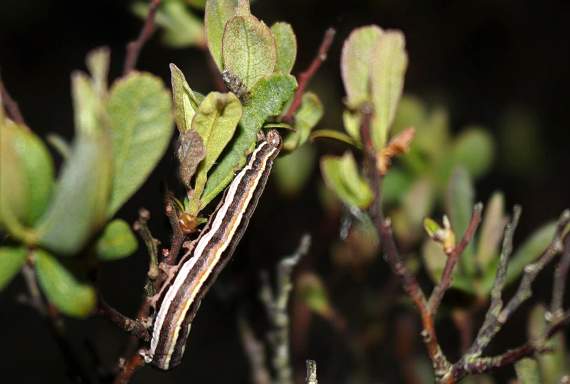 Cors Fochno nature reserve has seen a resurgence of the rare rosy marsh moth caterpillar