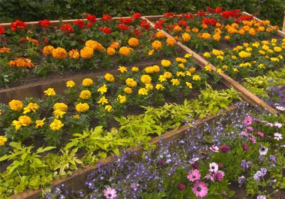 A rainbow-themed flower bed was planted at Ysbyty Bryn Beryl by the Garddio a Mwy crew to thank staff for all their work during the coronavirus outbreak