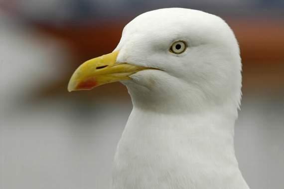 A gull had to be put down by local vets due to the injuries it sustained