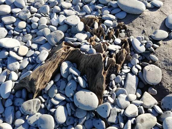 Petrified trees have been uncovered following a recent storm on Llanrhystud beach
