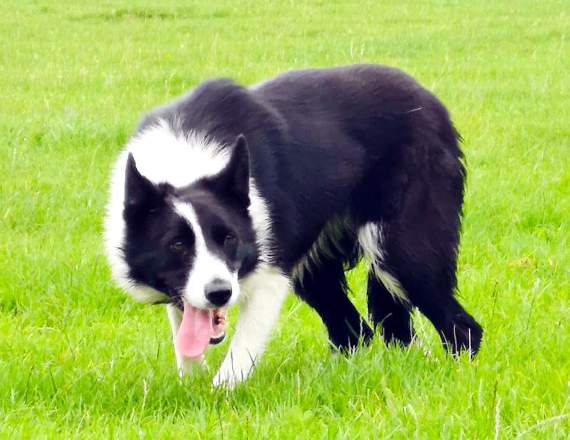 Retired sheepdogs for sales sale