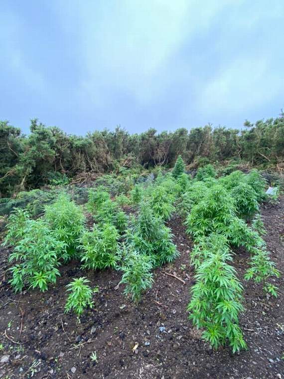 35 plants were seized in total