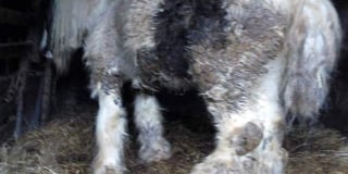 ‘Shocking’ and ‘horrific’ neglect forces two ponies to be put down