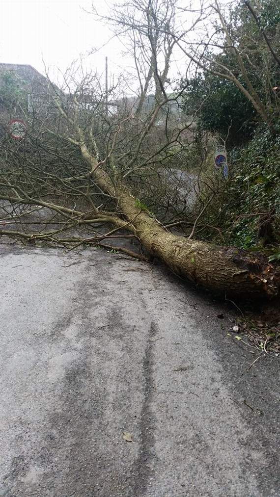 The fallen tree on Talland Hill
