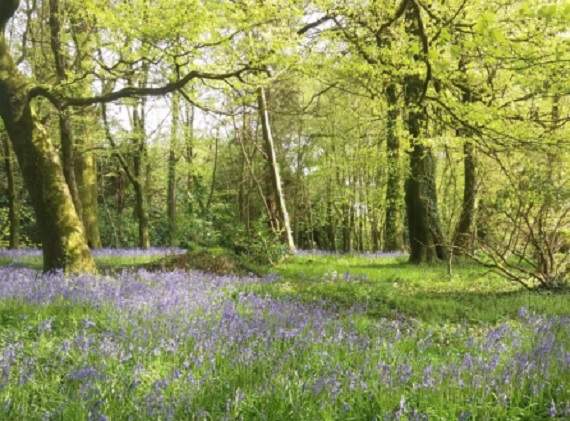 Bluebells at Coldrenick, Menheniot