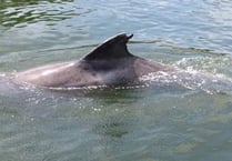 New sighting of Clet the dolphin