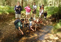 Join 'The Big Forest Find' at Cardinham