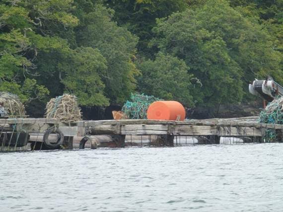 A mussel farm on the River Fal. Mussel Farm on the River Fal. Photo cc-by-sa/2.0 - © Steve Barnes - geograph.org.uk/p/2542733