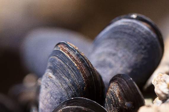 Eating illegally harvested mussels and oysters could lead to severe illness, warn Port Health Authorities