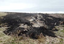 Forestry rangers call out vandalism and illegal activity