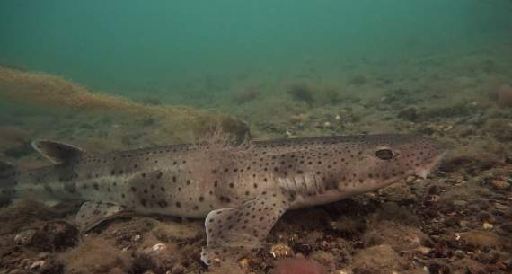 The bull huss shark was one of four se-bed dwelling species in the study - photo by Jake Davies