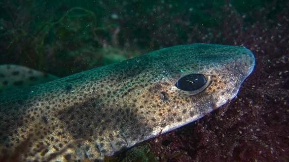 A lesser spotted dogfish - photo by Jake Davies