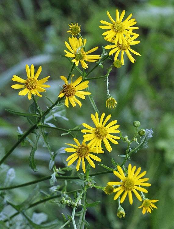 Ragwort is poisonous to horses and other animals but is usually only a problem if animals eat hay or sileage containing the plant