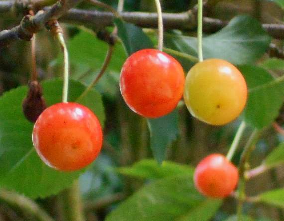 A wild cherry tree growing in Quethiock provides a juicy feast for birds