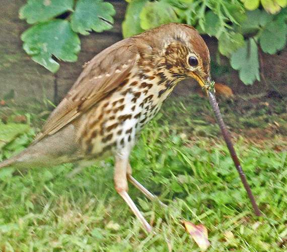 A thrush determined to pull a long worm out of the ground in this photo taken by Helen Roberts