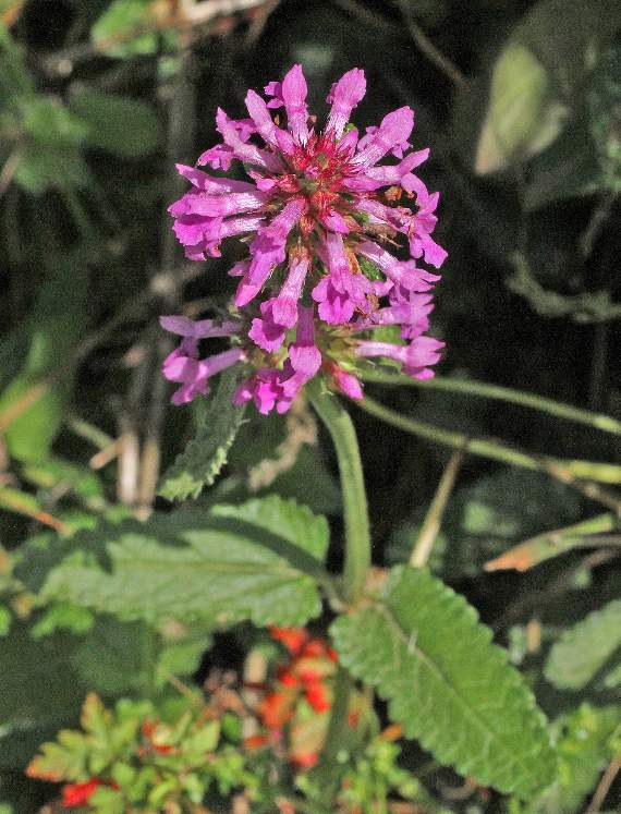 Betony, or Bishop's Wort, was a go-to plant for medeival herbalists, as dried, the plant can be used to treat a wide range of conditions from heartburn to asthma and even epilepsy