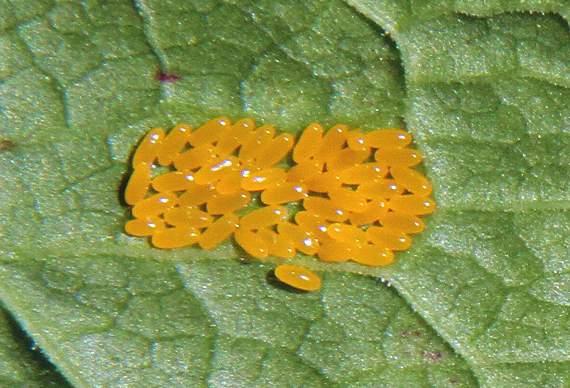 Butterfly eggs on the underside of a leaf