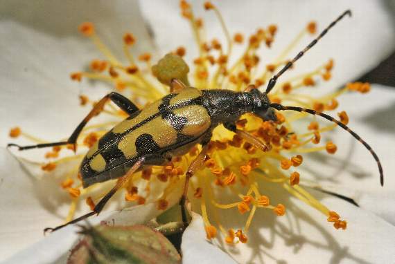 A longhorn beetle - Strangalia maculata - spotted by Ray on a flower in the hedgerow