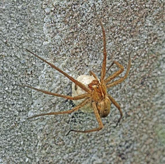 A wolf spider carrying its sac of eggs