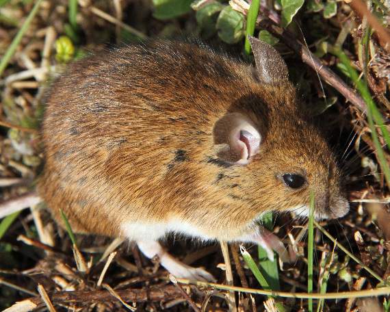 Hearing a rustling in the hedgerow, Ray spotted this wood mouse or long-tailed mouse