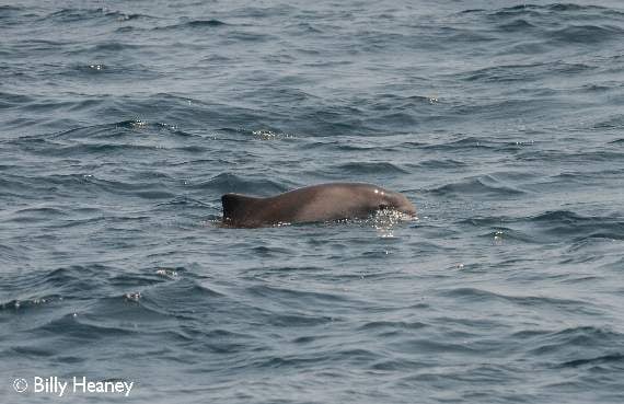 A porpoise in the water off the Cornish coast. Picture by Billy Heaney