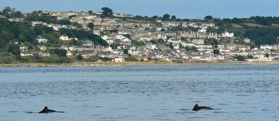 Porpoises close to Newlyn. Picture by Nick Tregenza