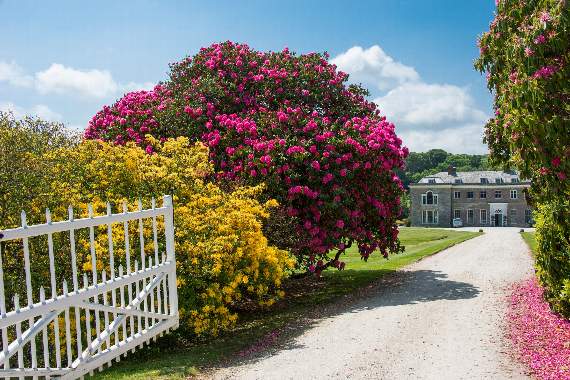 A vibrant scene at Boconnoc by Charles Francis Photography