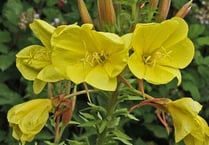 A wildflower wander with photographer Ray Roberts