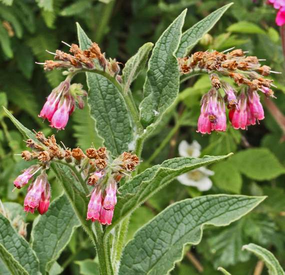 Comfrey had a nickname of knitbone as packed around a limb and left to harden it formed a kind of cast