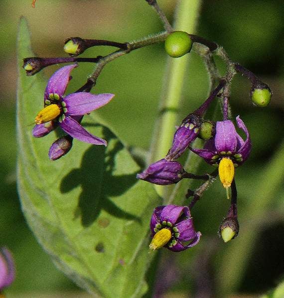 Purple-flowered woody nightshade is not as dangerous as deadly nightshade but can still make you sick