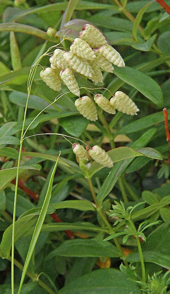 Quaking grass, named because of how it moves and rattles in the breeze