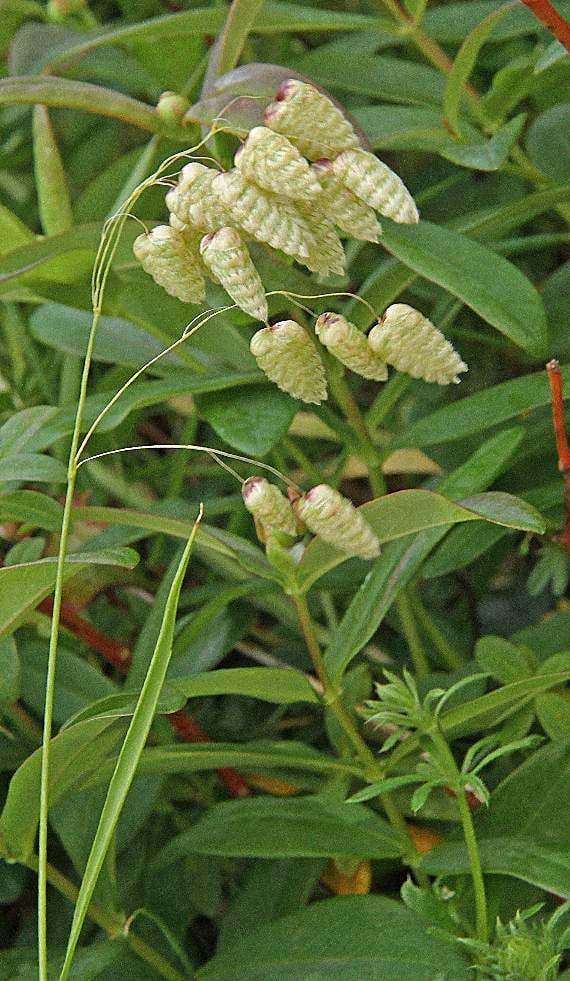 Quaking grass, named because of how it moves and rattles in the breeze