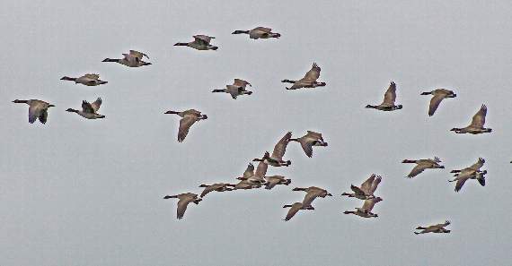 A gaggle of Canada Geese seen by Ray while out on his walk