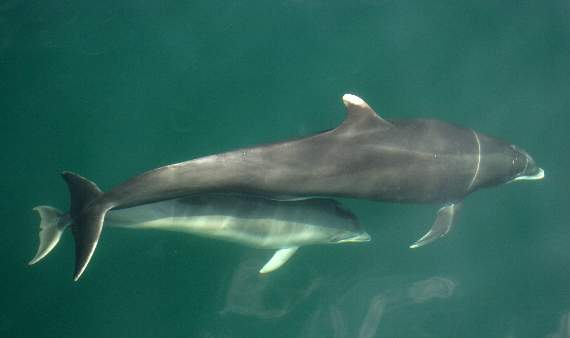 Photograph of a Bottlenose dolphin Giovanna Pesante of the Sea Watch Foundation