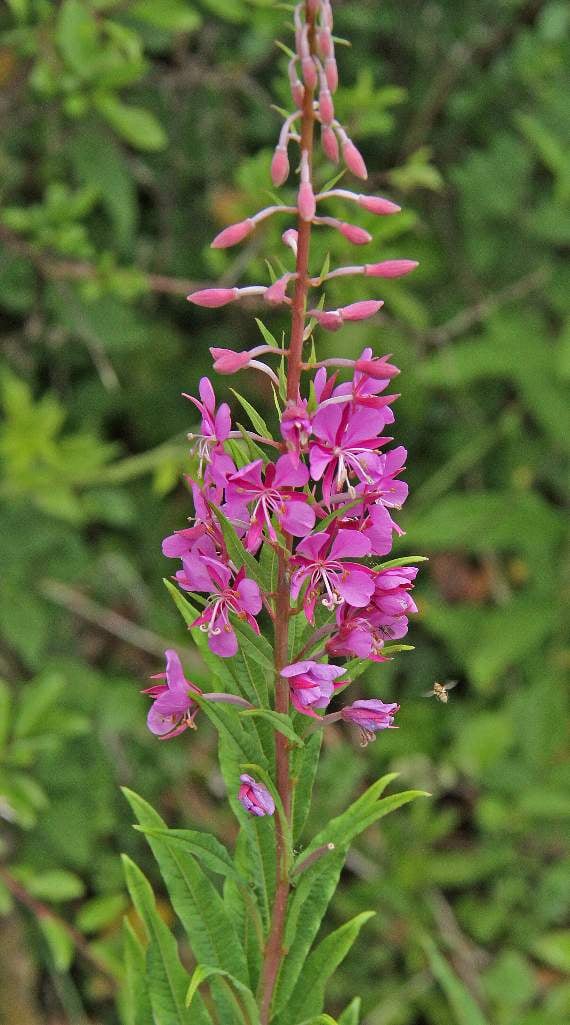 Rosebay willowherb