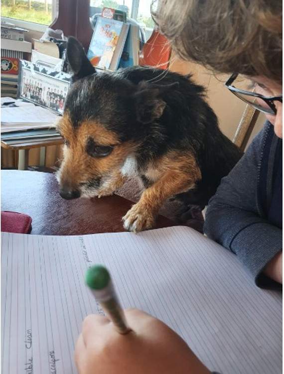 Landrake pupil Samuel getting a bit of help with his school work from another member of the family!