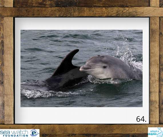 Members of the public can contribute to research and the protection of cetaceans by taking part in National Whale and Dolphin Watch which starts tomorrow