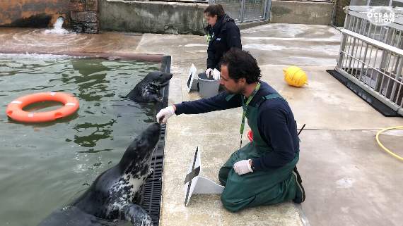 The Cornish Seal Sanctuary are among the many organisations that have filmed segments to make The Ocean Show a fun and informative watch for all ages