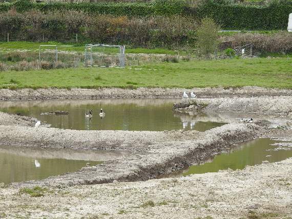 Work at the wetland habitat area being created by the Environment Agency - Egret, Shelduck, Geese and Gulls in a photo by Peter Thompson