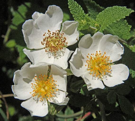 Field roses drop their petals quickly if you pick them