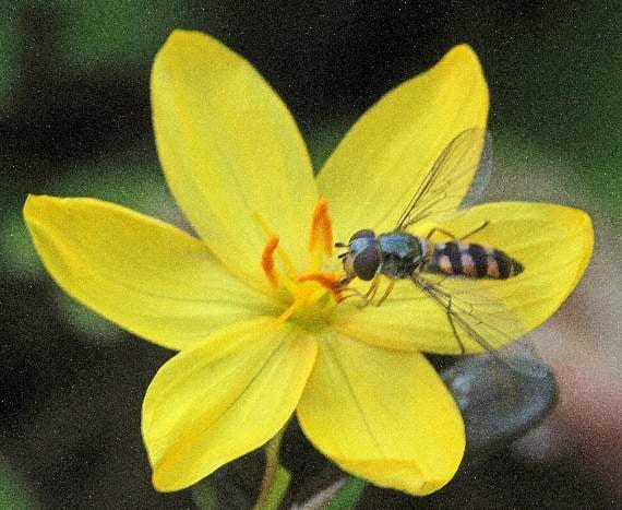 The Hover fly's wasp-like colouring is a natural defence