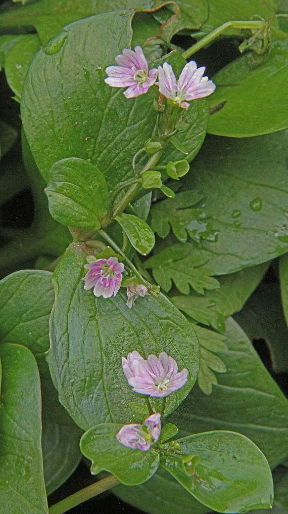 Pink Purslane