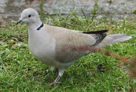 A collared dove