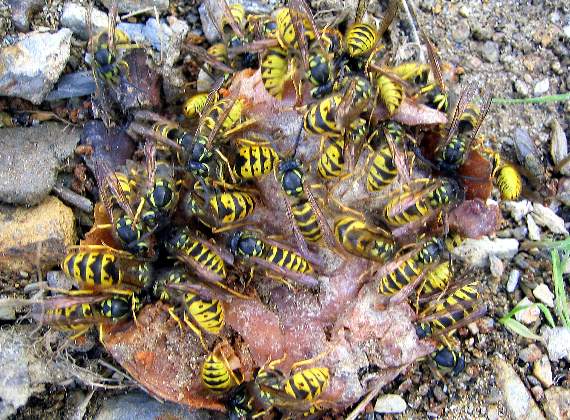 Wasps feasting on a rotting fallen apple