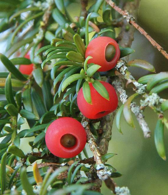 Yew berries
