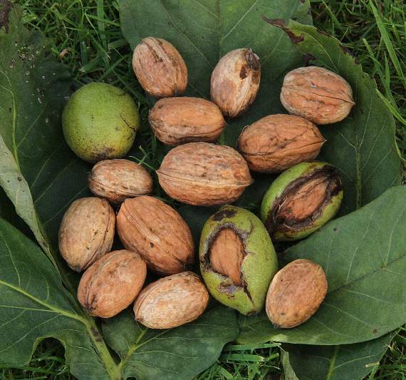 Walnuts. The British weather is too wet to produce nuts good enough to eat