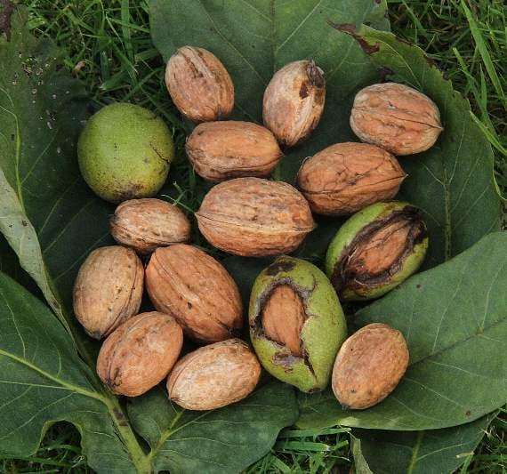 Walnuts. The British weather is too wet to produce nuts good enough to eat
